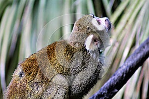 Squirrel Monkey, New World Monkeys