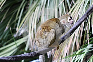 Squirrel Monkey, New World Monkeys, Phoenix Zoo, Phoenix, Arizona