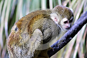 Squirrel Monkey, New World Monkeys, Phoenix Zoo, Phoenix, Arizona