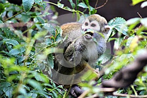 Squirrel Monkey, New World Monkeys, Phoenix Zoo, Phoenix, Arizona