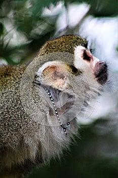 Squirrel Monkey, New World Monkeys, Phoenix Zoo, Phoenix, Arizona