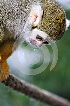 Squirrel Monkey, New World Monkeys, Phoenix Zoo, Phoenix, Arizona