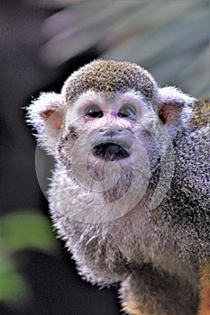 Squirrel Monkey, New World Monkeys, Phoenix Zoo, Phoenix, Arizona