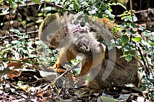 Squirrel Monkey, New World Monkeys, Phoenix Zoo, Phoenix, Arizona