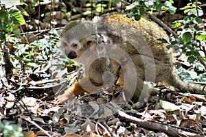 Squirrel Monkey, New World Monkeys, Phoenix Zoo, Phoenix, Arizona