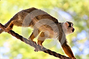 Squirrel Monkey, New World Monkeys, Phoenix Zoo, Phoenix, Arizona