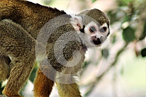 Squirrel Monkey, New World Monkeys, Phoenix Zoo, Phoenix, Arizona