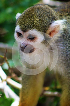 Squirrel Monkey, New World Monkeys, Phoenix Zoo, Phoenix, Arizona