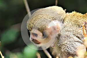 Squirrel Monkey, New World Monkeys, Phoenix Zoo, Phoenix, Arizona