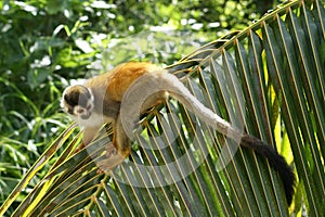 Squirrel monkey on palm frond