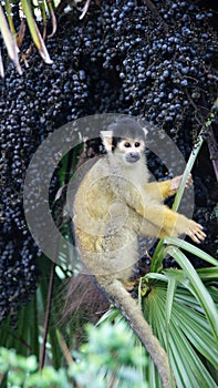 Squirrel monkey in palm fruit tree in London zoo