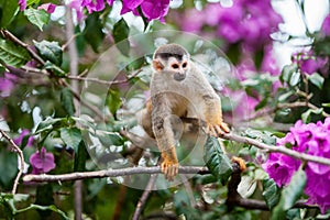 The squirrel monkey and pink flowers. The common squirrel monkey (Saimiri sciureus)