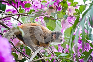 The squirrel monkey and pink flowers.The common squirrel monkey (Saimiri sciureus) photo