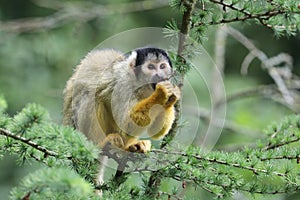 Squirrel monkey portrait