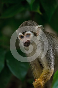 Squirrel Monkey Portrait closeup