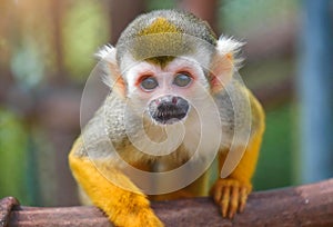 squirrel monkey portrait , ia generated,