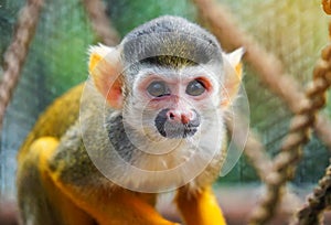 squirrel monkey portrait in a zoo, ia generated,