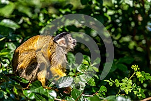 Squirrel monkey with a pup on its back