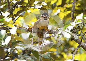 Squirrel monkey in rainforest, corcovado nat park, costa rica photo