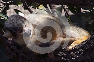 Squirrel monkey resting curled up in in tree branch