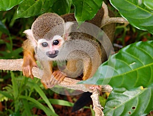 Squirrel monkey - River Safari