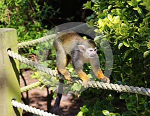 Squirrel Monkey on Rope Fence
