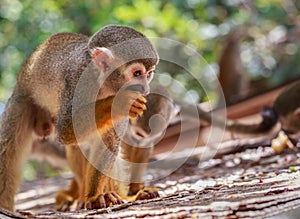 Squirrel monkey (saimiri) eating