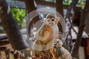 Squirrel monkey (saimiri) eating in zoo.