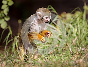 Squirrel Monkey Saimiri Hunting for Food !