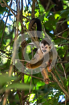 Squirrel monkey, Saimiri oerstedii,