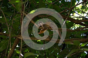 Squirrel monkey, Saimiri oerstedii,