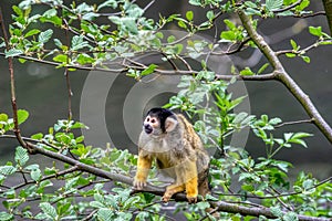 Squirrel monkey, Saimiri oerstedii