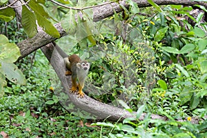 Squirrel monkey, Saimiri oerstedii, sitting on the tree trunk with green leaves