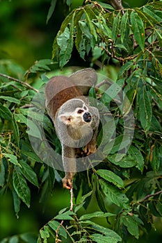 Squirrel monkey, Saimiri oerstedii, sitting on the tree trunk with green leaves, Corcovado NP, Costa Rica.