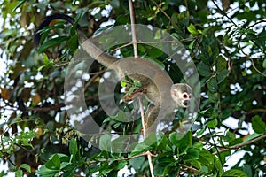 Squirrel monkey, Saimiri oerstedii, sitting on the tree trunk with green leaves, Corcovado NP, Costa Rica.