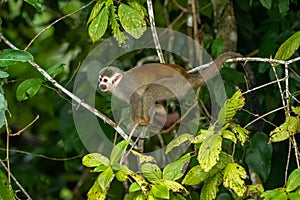 Squirrel monkey, Saimiri oerstedii, sitting on the tree trunk with green leaves, Corcovado NP, Costa Rica.