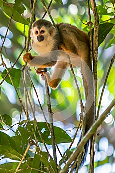 Squirrel monkey, Saimiri oerstedii, sitting on the tree trunk with green leaves, Corcovado NP, Costa Rica.