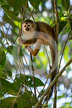 Squirrel monkey, Saimiri oerstedii, sitting on the tree trunk with green leaves, Corcovado NP, Costa Rica.