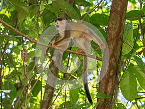 Squirrel monkey, Saimiri oerstedii, sitting on the tree trunk with green leaves, Corcovado NP, Costa Rica.