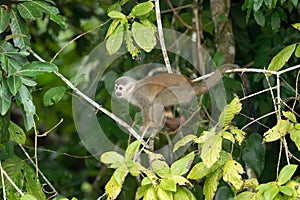 Squirrel monkey, Saimiri oerstedii, sitting on the tree trunk with green leaves, Corcovado NP, Costa Rica.