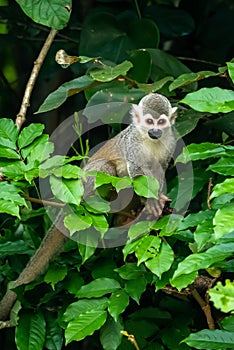 Squirrel monkey, Saimiri oerstedii, sitting on the tree trunk with green leaves, Corcovado NP, Costa Rica.