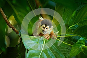 Squirrel monkey, Saimiri oerstedii, sitting on the tree trunk with green leaves, Corcovado NP, Costa Rica. Monkey in the tropic