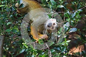 Squirrel monkey, Saimiri oerstedii, sitting on the tree trunk with green leaves, Corcovado NP, Costa Rica. Monkey in the tropic