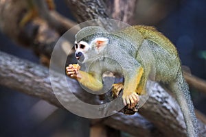 Squirrel monkey, Saimiri oerstedii, sitting on the tree trunk with green leaves, Corcovado NP, Costa Rica. Monkey in the tropic