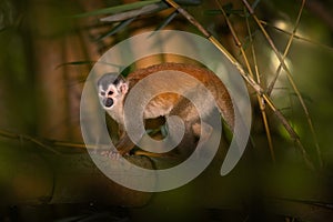 Squirrel monkey, Saimiri oerstedii, sitting on the tree trunk with green leaves, Corcovado NP, Costa Rica. Monkey in the tropic