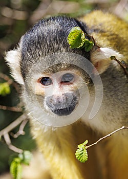 Squirrel monkey Saimiri portrait close-up view