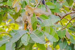 Squirrel monkey, or Saimiri Sciurea
