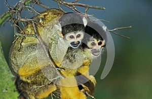 Squirrel Monkey, saimiri sciureus