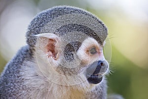 Squirrel monkey, Saimiri sciureus photo