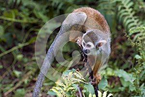 Squirrel monkey - Saimiri sciureus